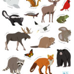 Cahier à colorier Animaux du Québec