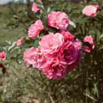 Soin nourrissant & repulpant pour les lèvres