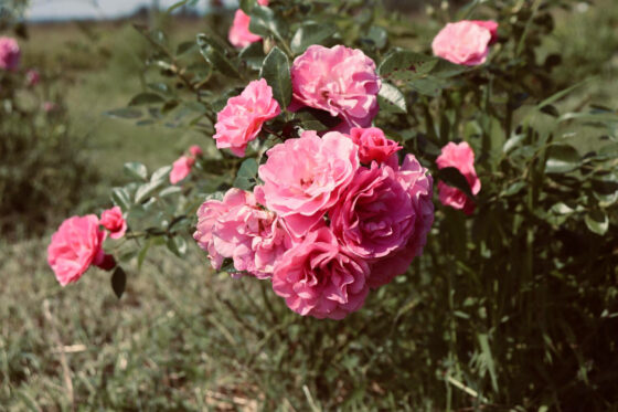Soin nourrissant & repulpant pour les lèvres